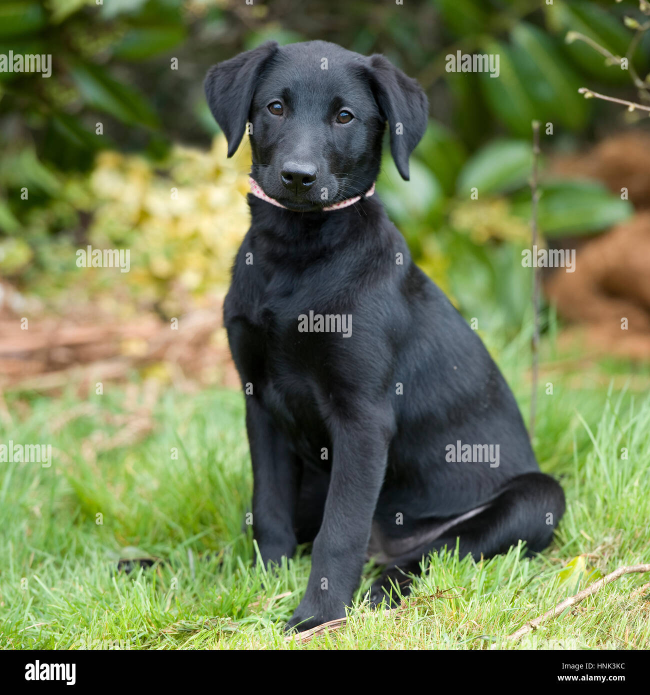 Kleiner Stammbaum Labrador Welpe Stockfotos Und Bilder Kaufen Alamy