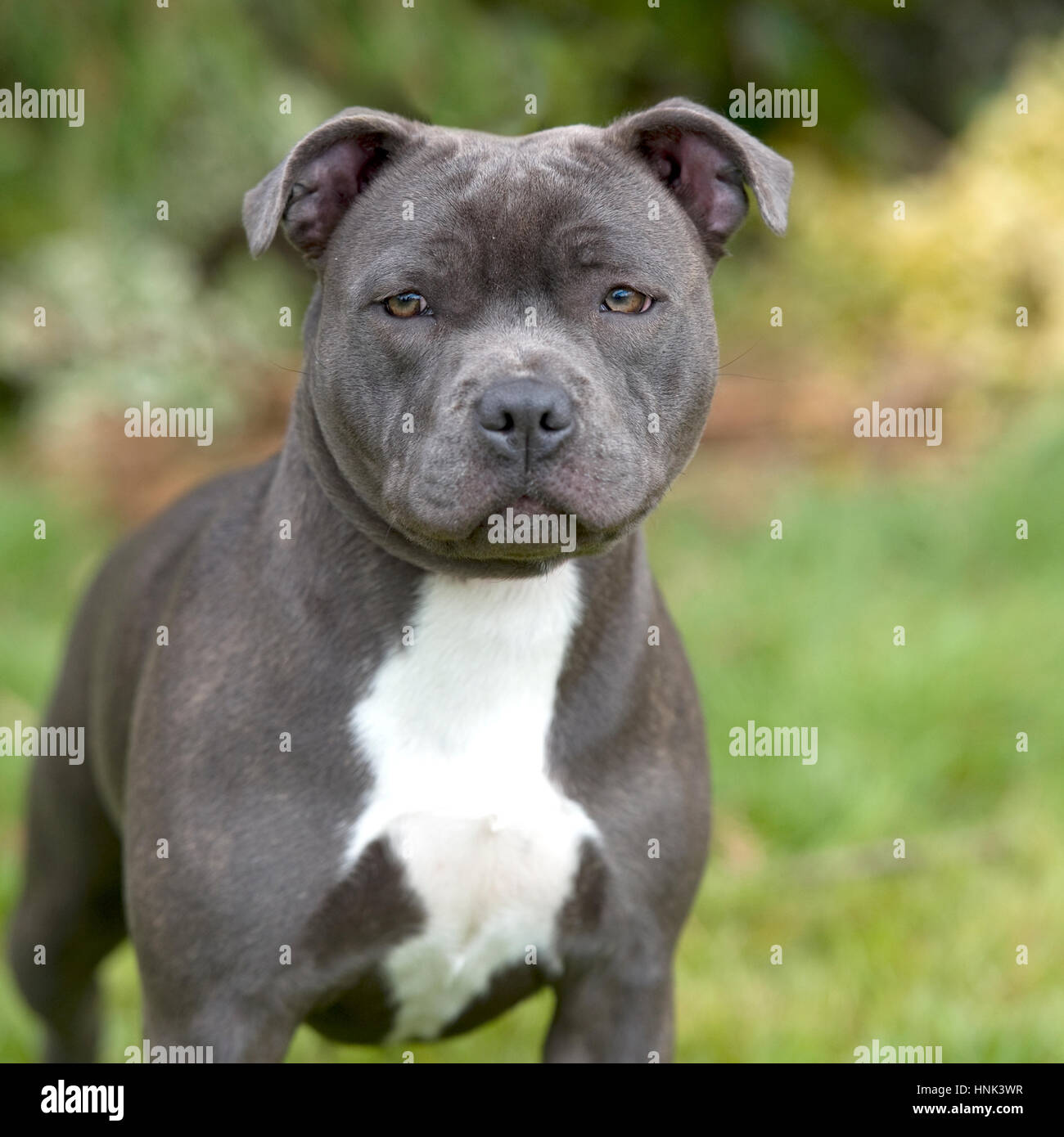 Cute American Pit Bull Staffy