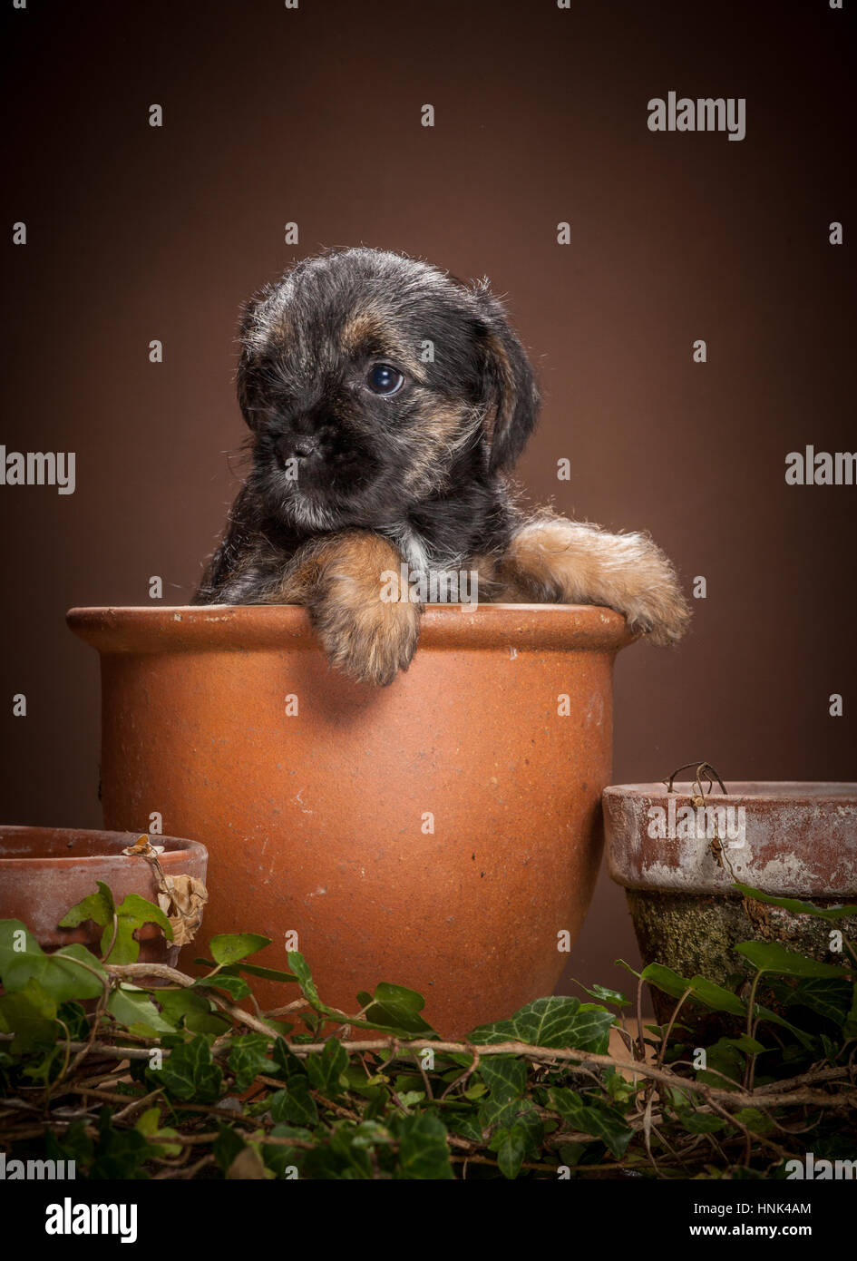 Studioportrait von Border Terrier Welpen Stockfoto