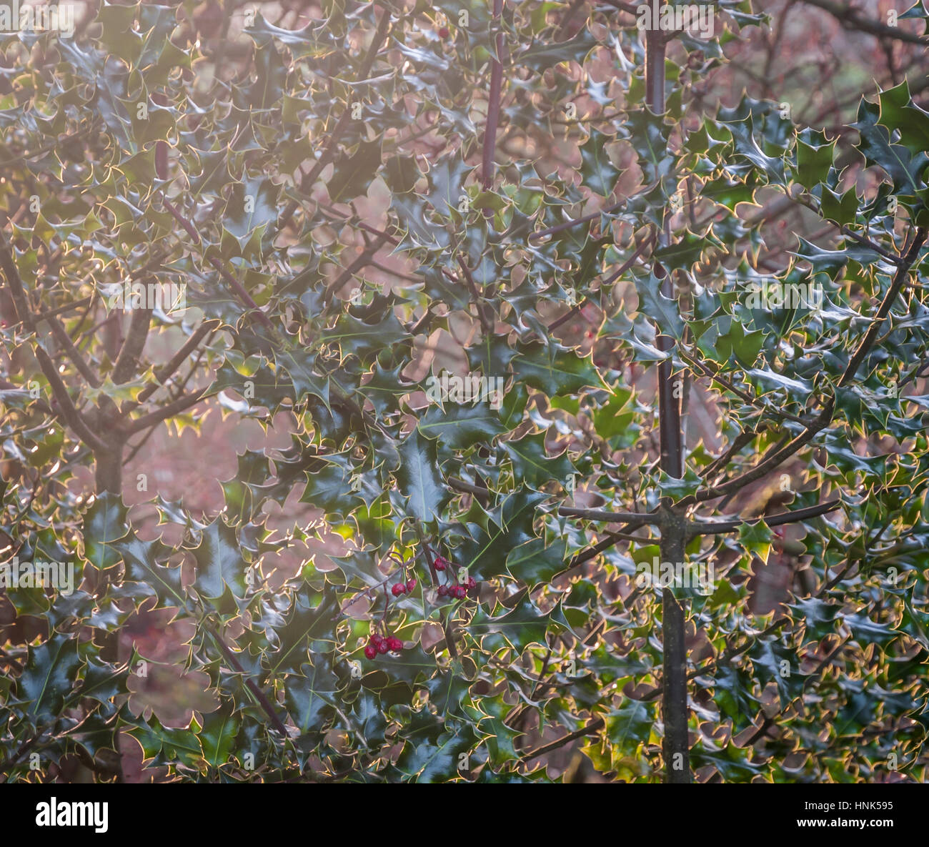 Ein verschwommenen Bild von ein paar welke roten Beeren links auf einem Busch Stechpalme, Ilex Aquifolium. Stockfoto