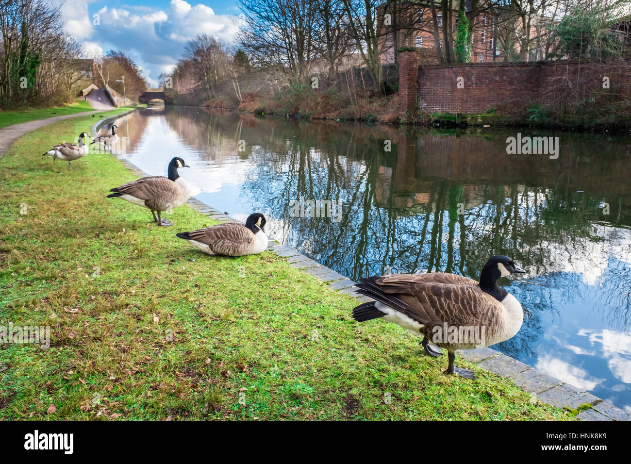 Wilde Enten am Birmingham Kanal Stockfoto