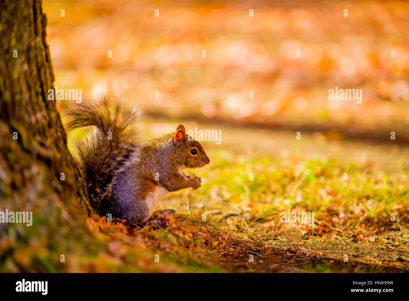 Eichhörnchen auf Mont-Royal Stockfoto