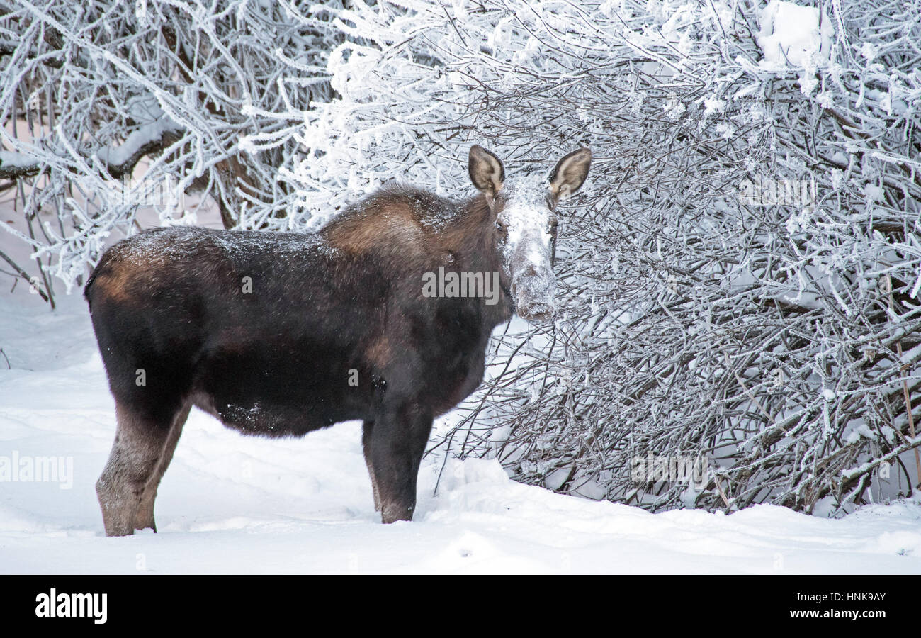 Ein Elch Pausen während des Essens mit Schnee bedeckten Gesicht. Stockfoto