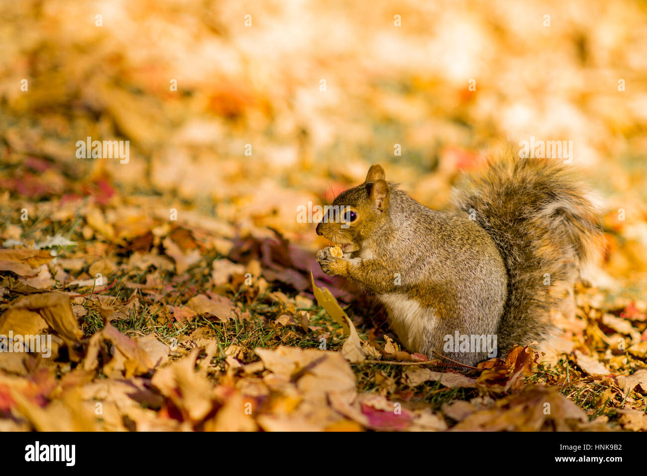 Eichhörnchen auf Mont-Royal Stockfoto