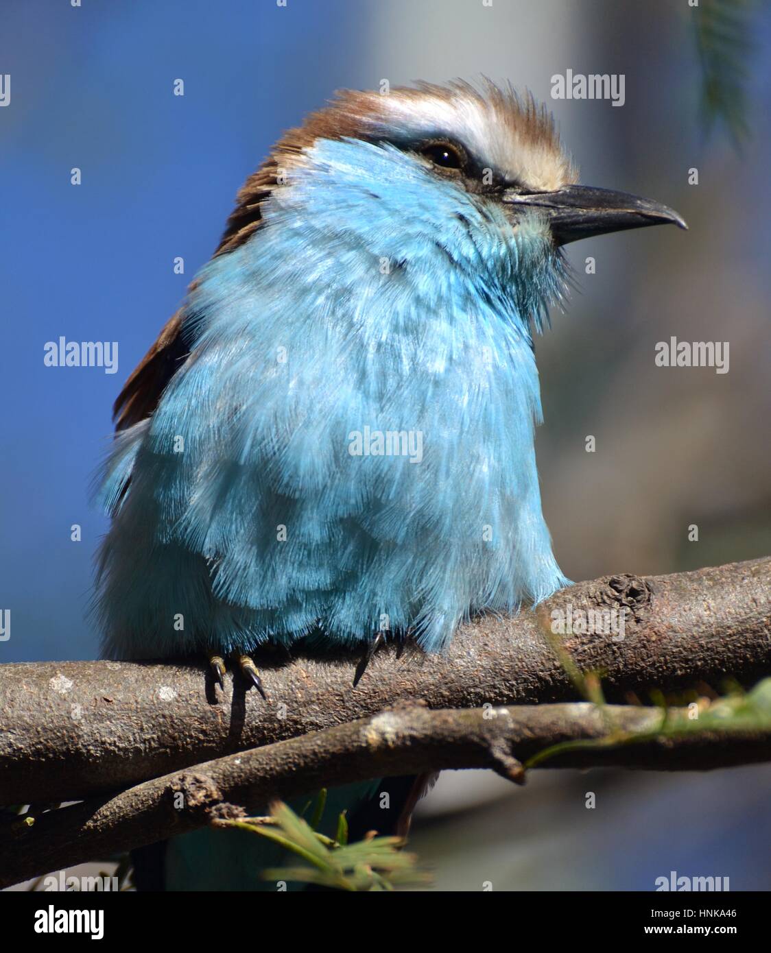 Die Schläger-angebundene Walze (Coracias Spatulatus) ist ein blauer Vogel gefunden im zentralen und südlichen Afrika (auch Schläger tailed Walze). Stockfoto