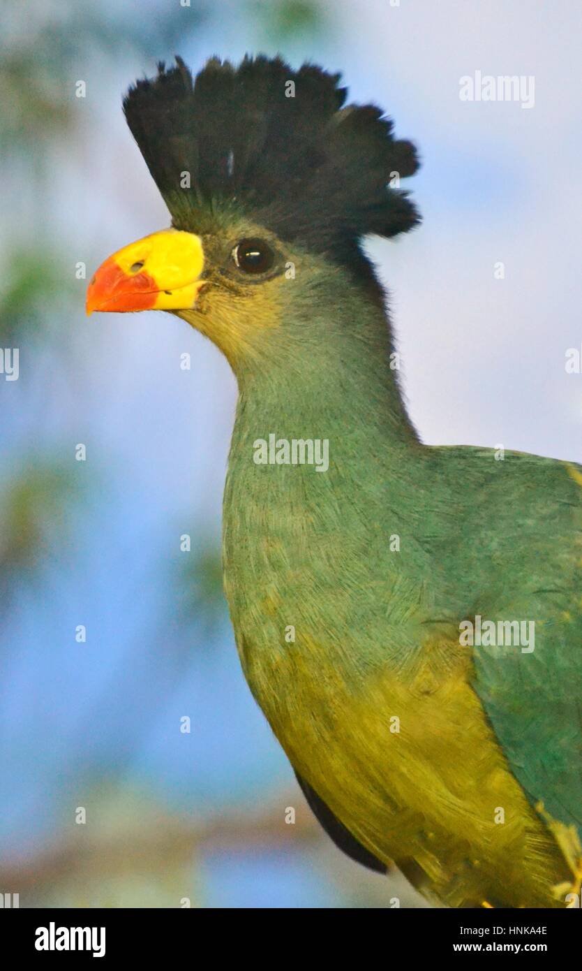 Großer blauer Turaco (Corythaeola Cristata) ist eine Turaco in den tropischen Dschungel von Zentralafrika gefunden. Stockfoto