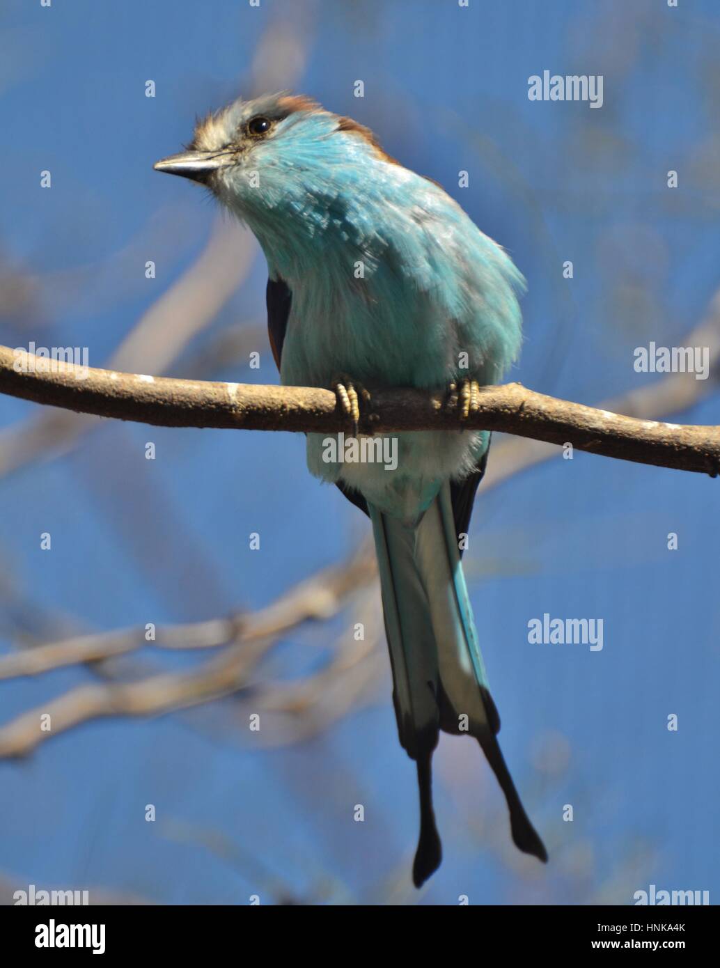 Die Schläger-angebundene Walze (Coracias Spatulatus) ist ein blauer Vogel gefunden im zentralen und südlichen Afrika (auch Schläger tailed Walze). Stockfoto