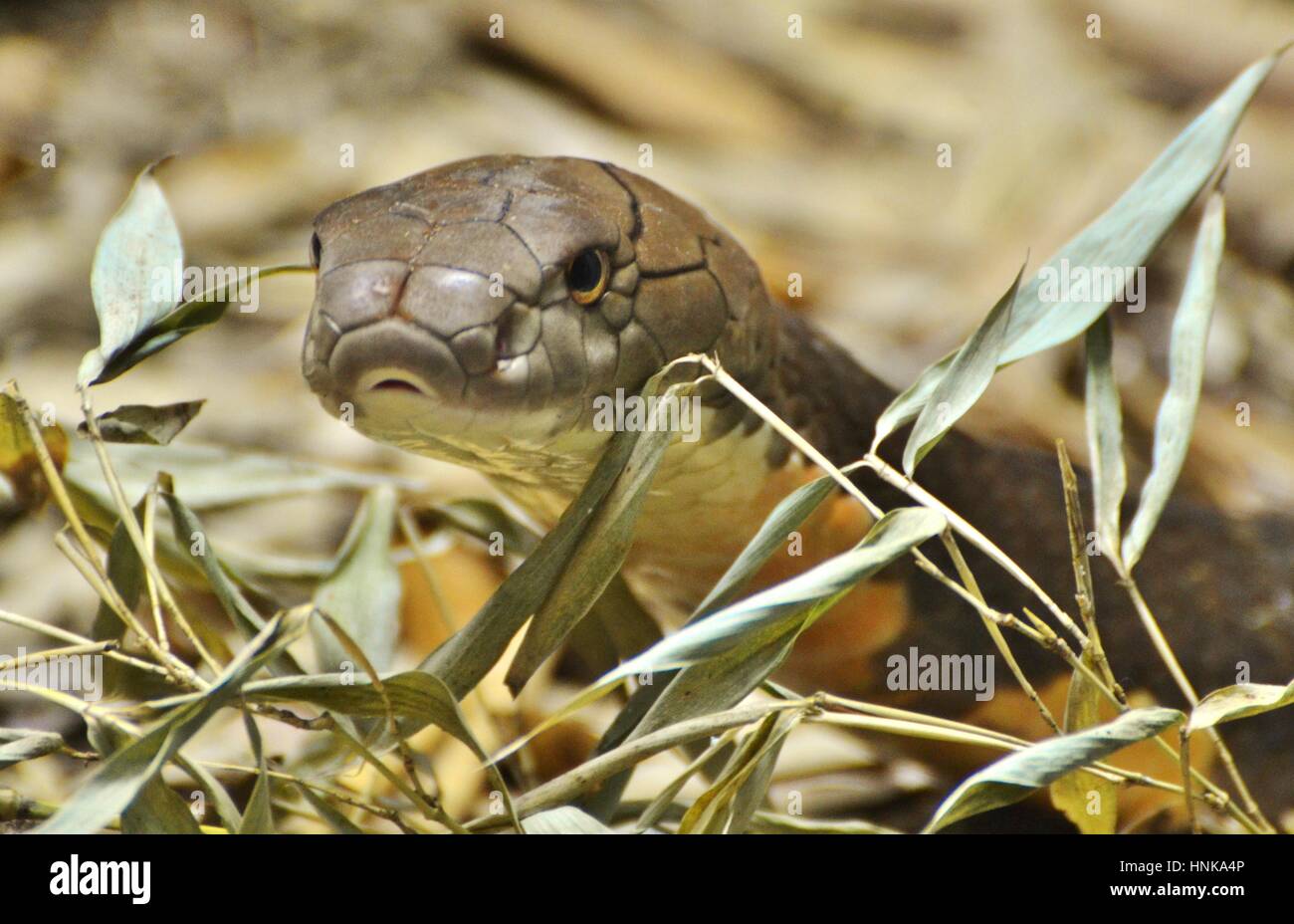 Königskobra (Ophiophagus Hannah), eine giftige Schlange, die ursprünglich aus Südasien. Stockfoto