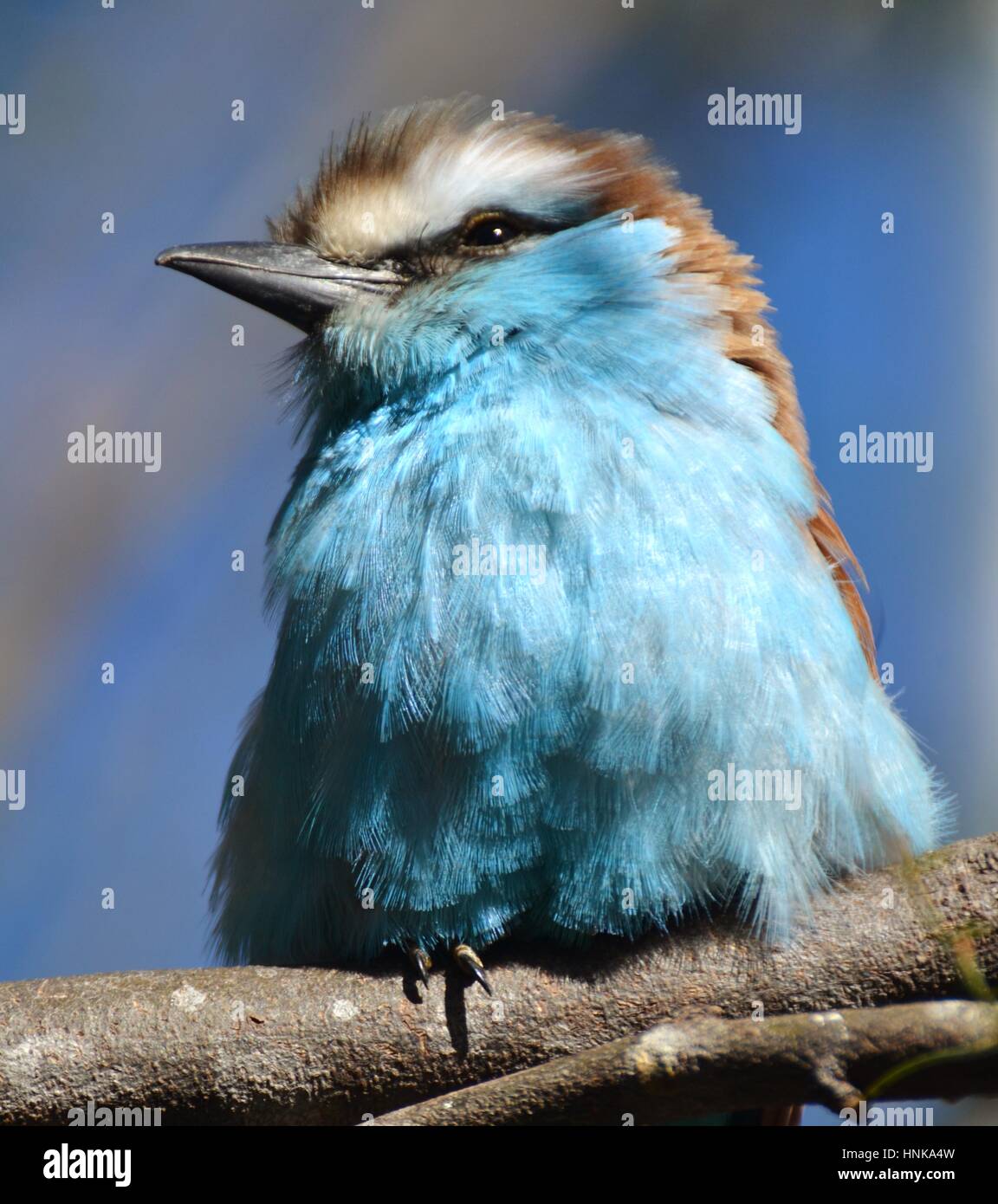 Die Schläger-angebundene Walze (Coracias Spatulatus) ist ein blauer Vogel gefunden im zentralen und südlichen Afrika (auch Schläger tailed Walze). Stockfoto