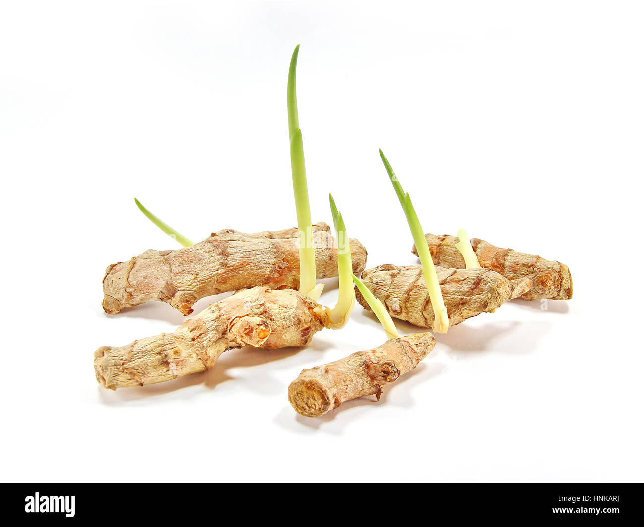 Wachsende Pflanze - Kurkuma, Isolated on White Background Stockfoto