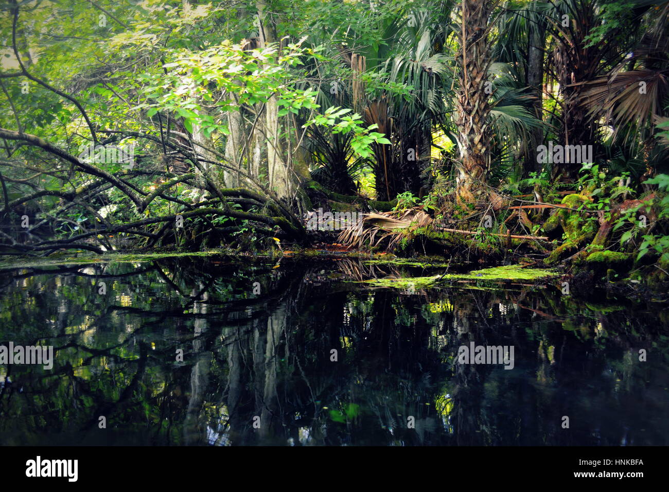 Wekiwa Springs, Florida State Parks in Orlando, Florida, USA Stockfoto