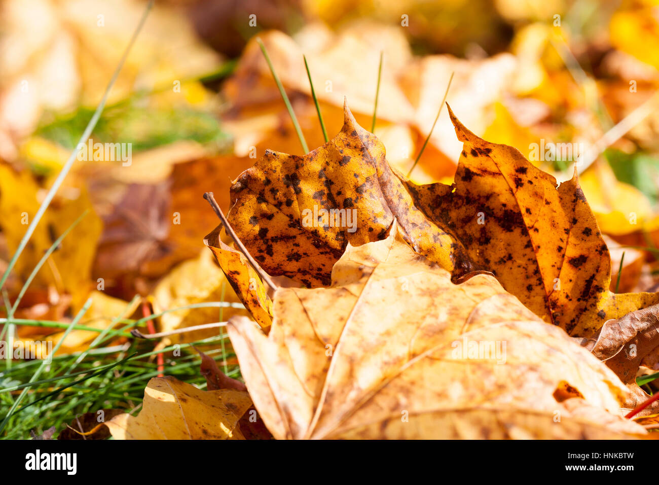 Die gefallenen Ahornblätter Stockfoto