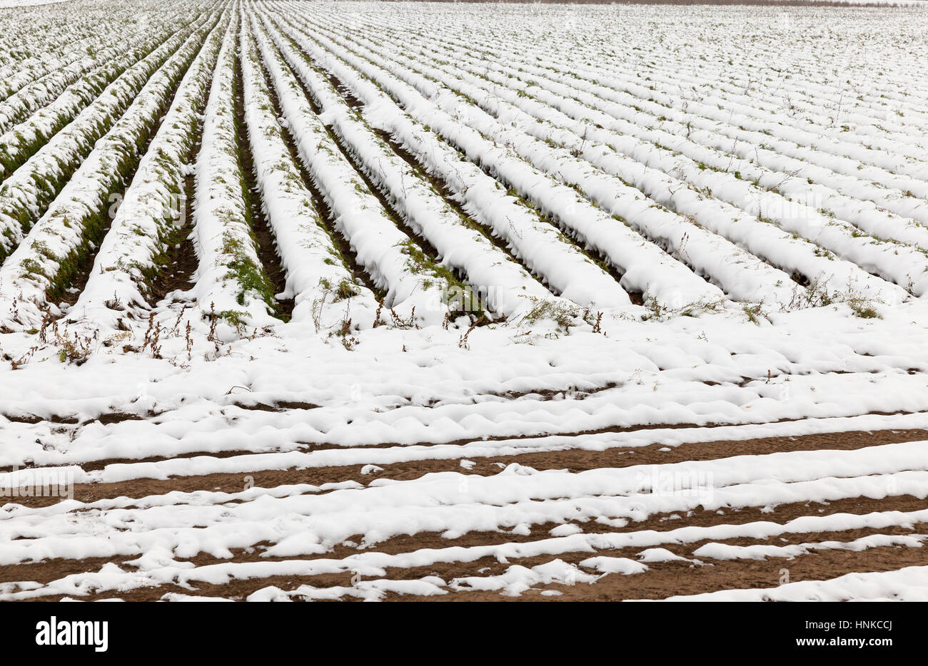 Karotte-Ernte im Schnee Stockfoto
