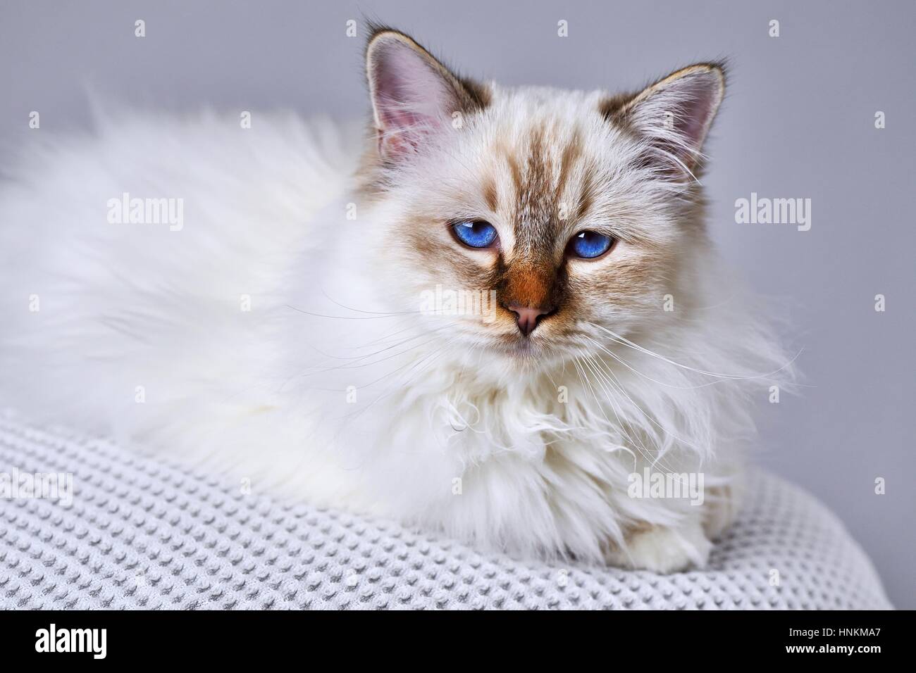 Katzenrasse Birman, junge Kater Chocolate Tabby Stockfoto