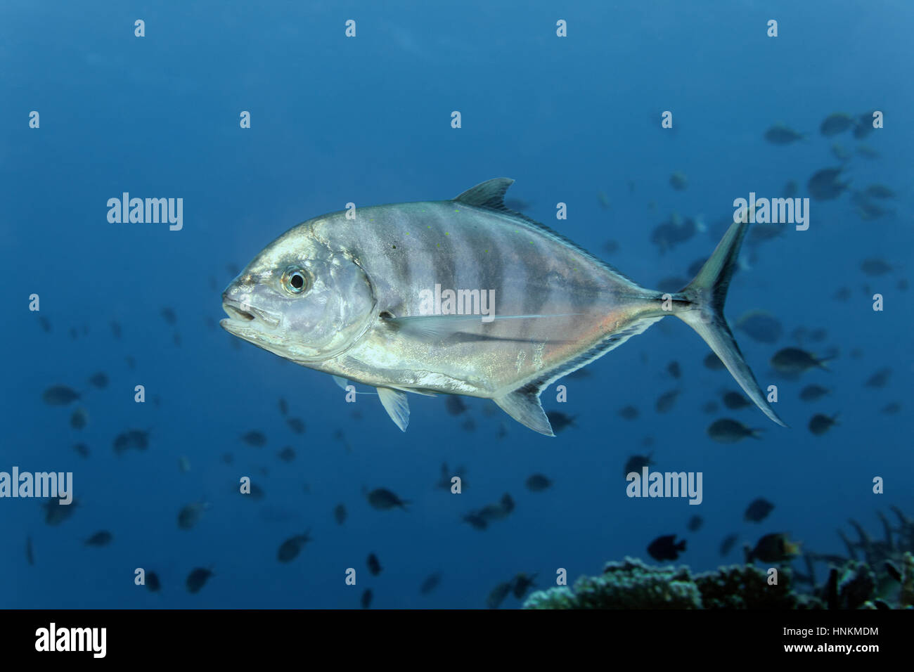 Blaue Makrelen (Carangoides Ferdau), Fisch, Indischer Ozean, Malediven Stockfoto