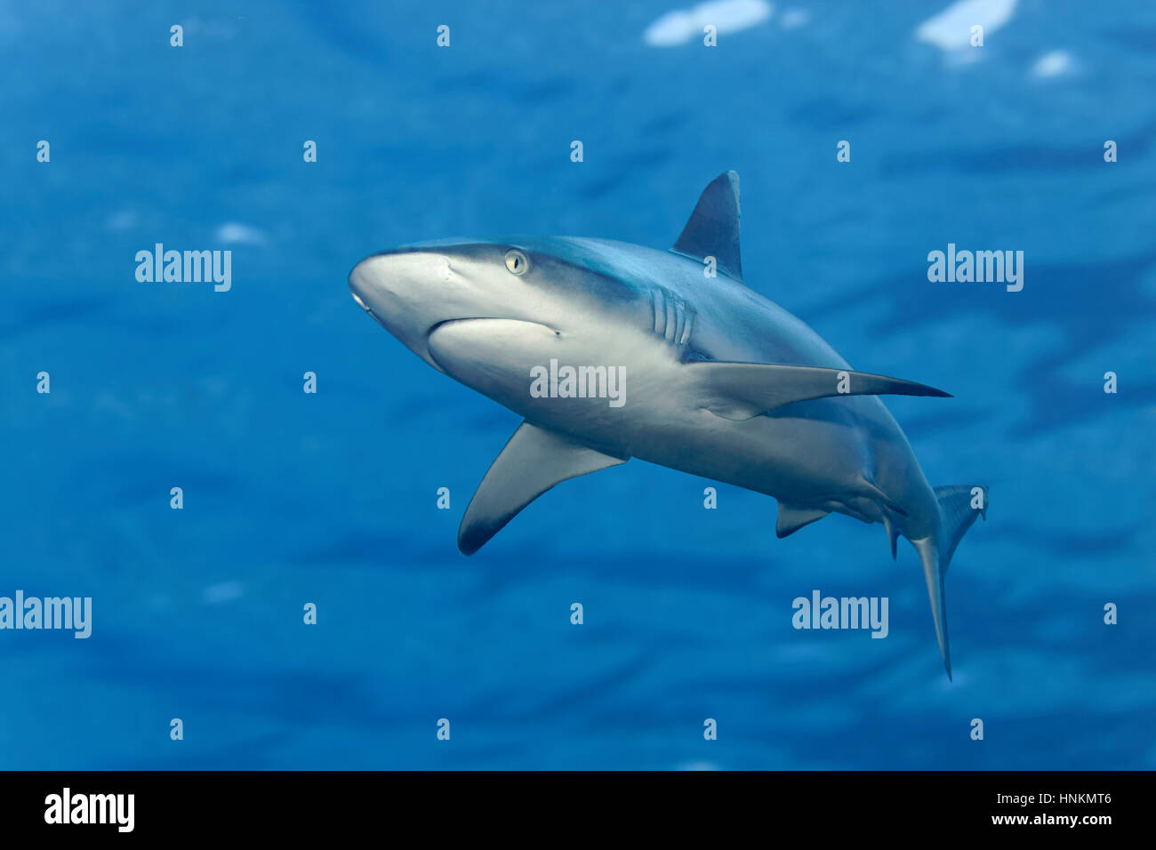 Grauen Riffhai (Carcharhinus Amblyrhynchos), Kabbeliges Wasseroberfläche, Indischer Ozean, Malediven Stockfoto