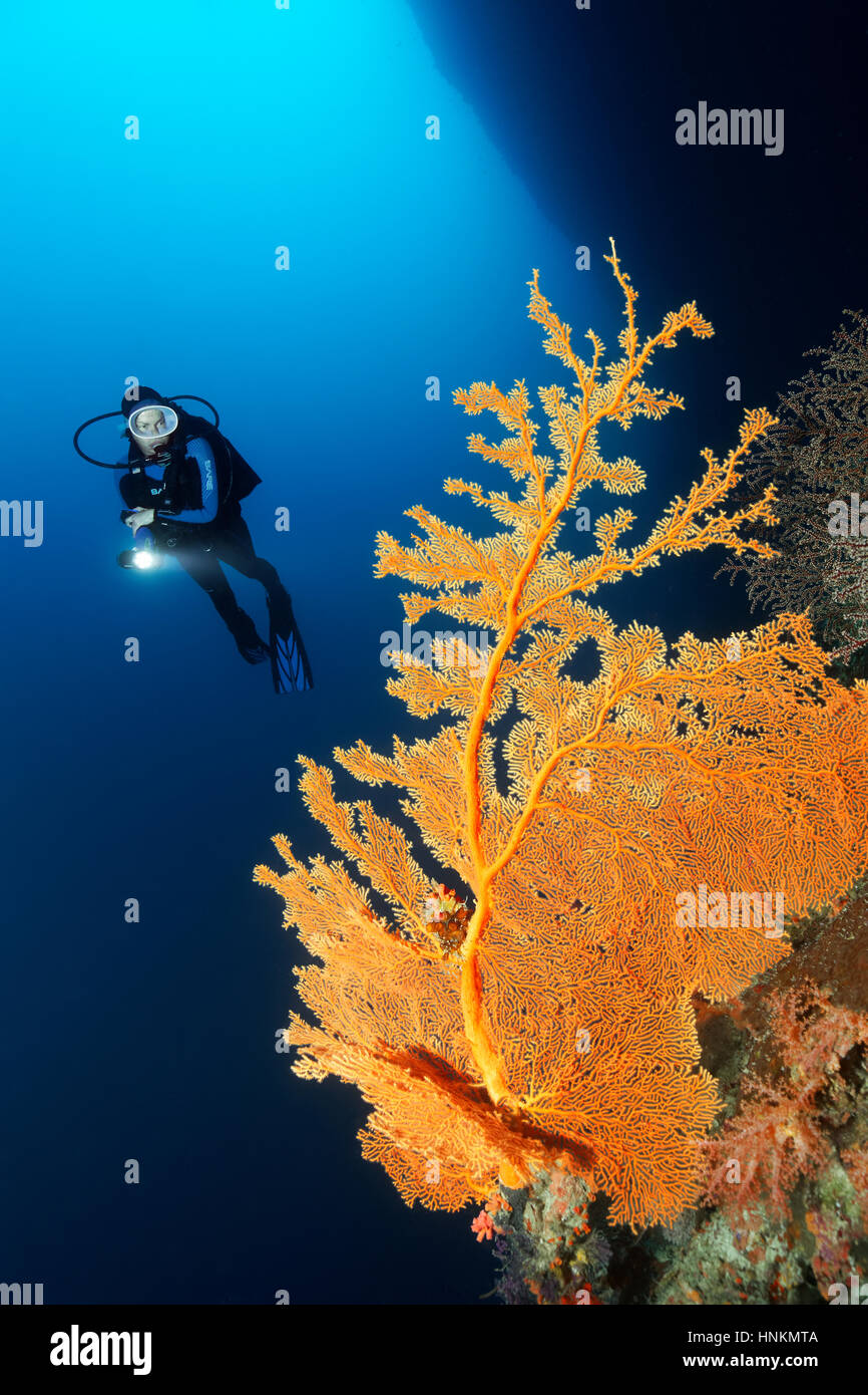 Taucher, Korallenriff, Felsen, tief tauchen, Überhang, Gorgonien (Annella Mollis), Indischer Ozean, Malediven Stockfoto
