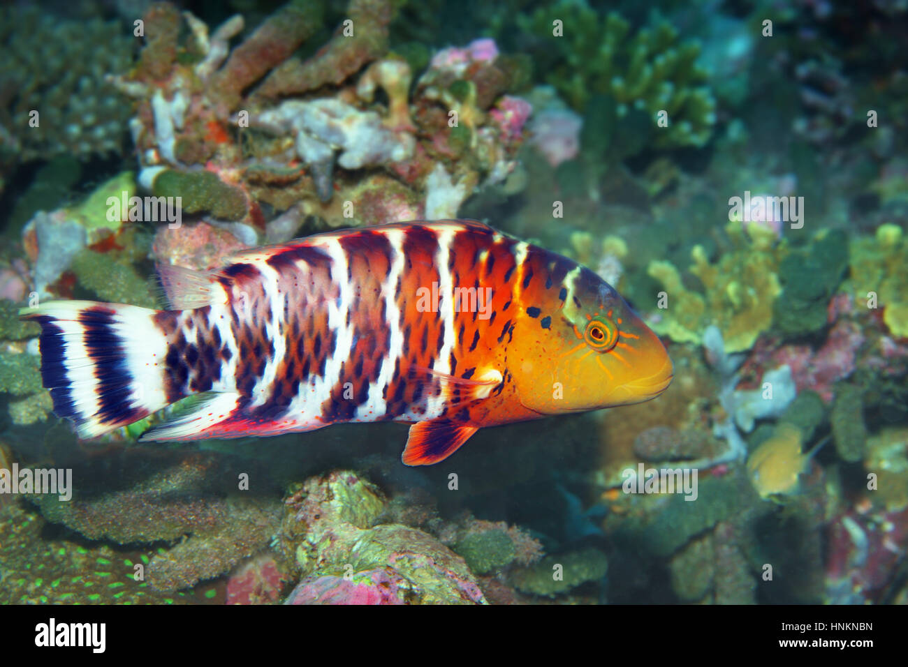 Redbreasted-Lippfisch (Cheilinus Fasciatus), Indischer Ozean, Malediven Stockfoto