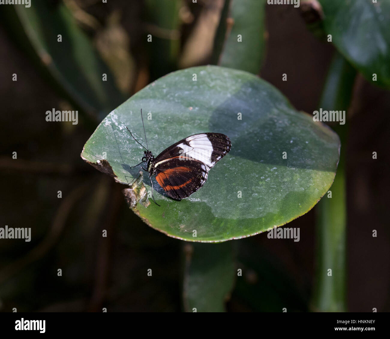 Gemeinsamen Tiger Schmetterling ruht auf einem Blatt Stockfoto