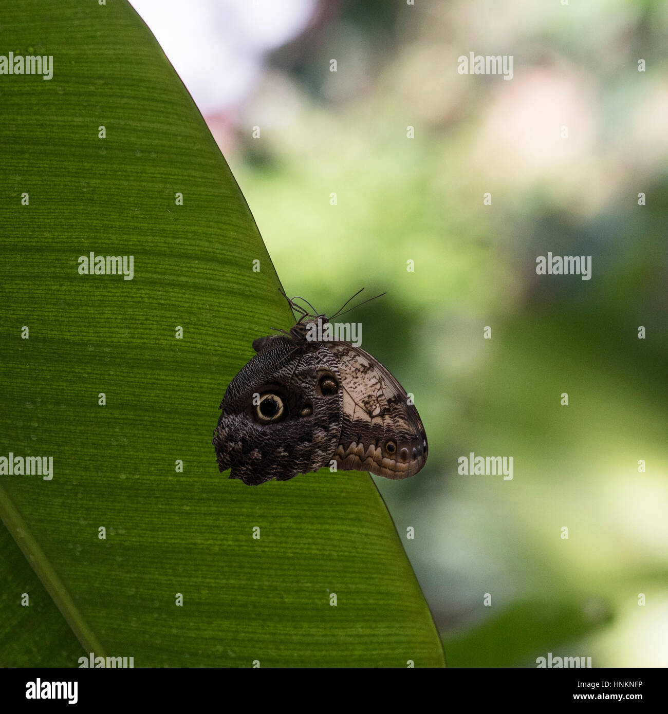 Riesen Eule Schmetterling mit Flügeln Stockfoto