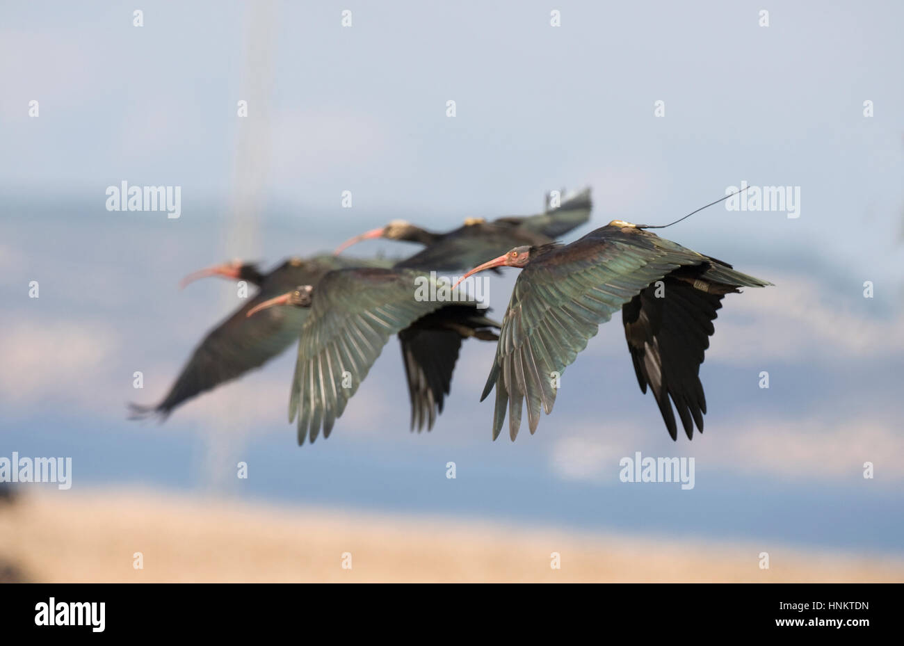 Nördlichen Waldrappen - Geronticus eremita Stockfoto