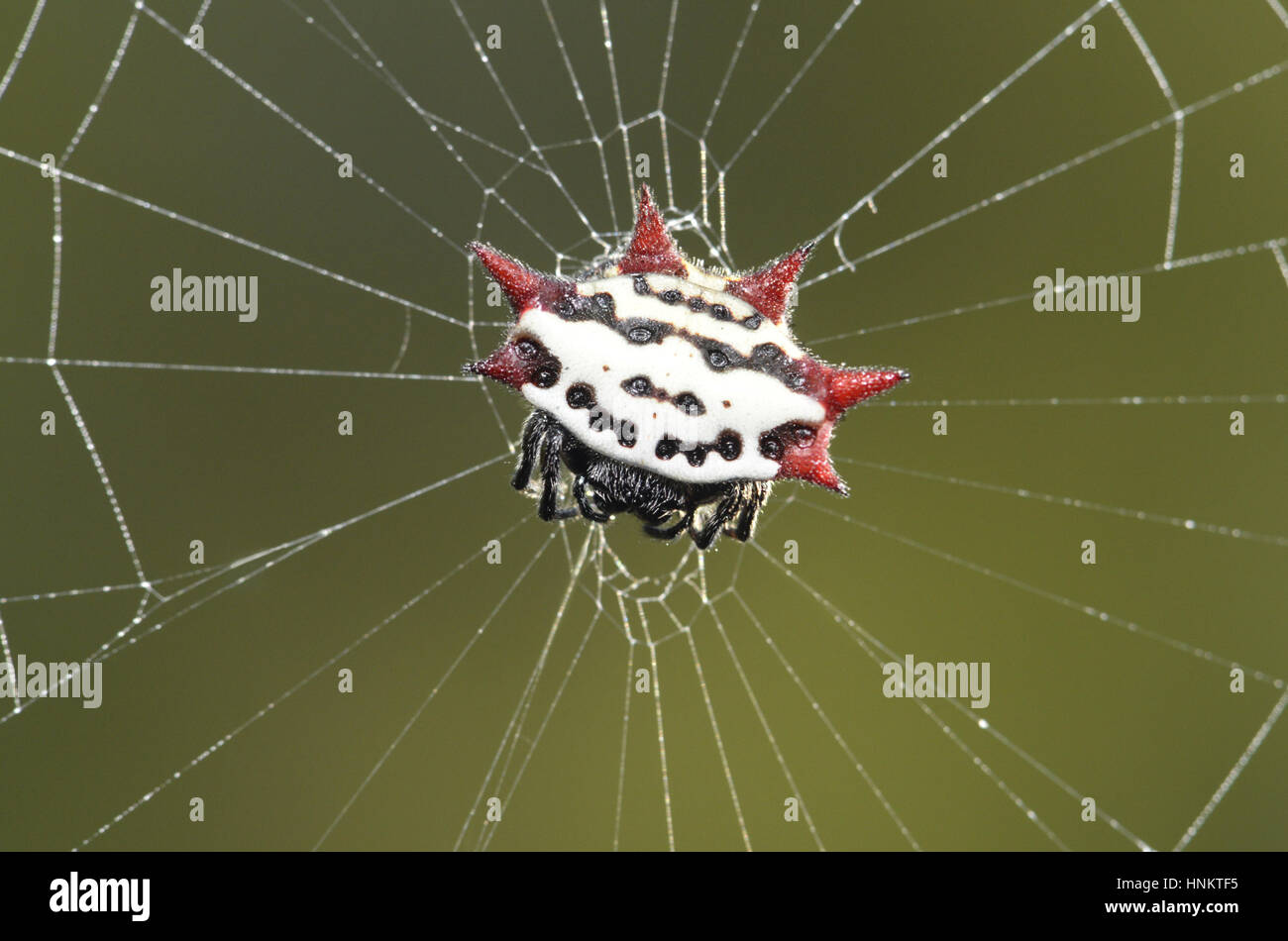 Langusten-backed Orbweaver - Gasteracantha Elipsoides cancriformis Stockfoto