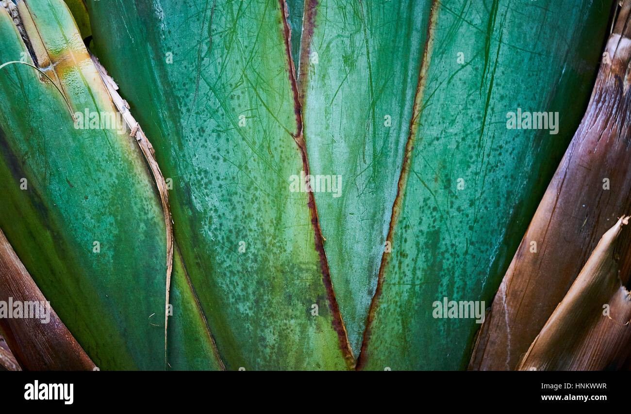 Detail des grünen Blattes stammt von einer tropischen Pflanze Stockfoto