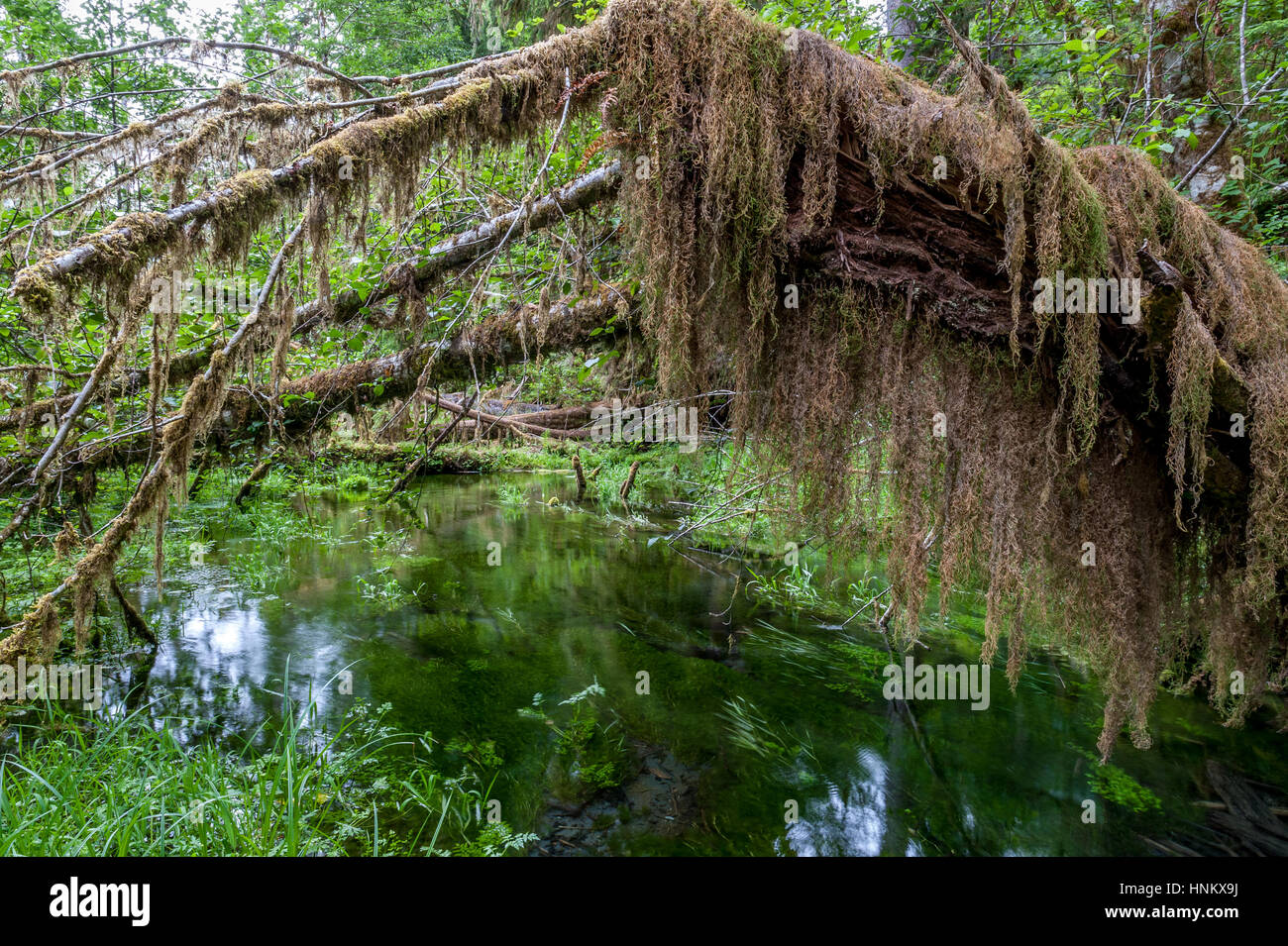 Wanderweg mit Bäumen bedeckt mit Moos und Teich in den gemäßigten Hoh Regenwald, Olympic Nationalpark, Washington State, USA Stockfoto