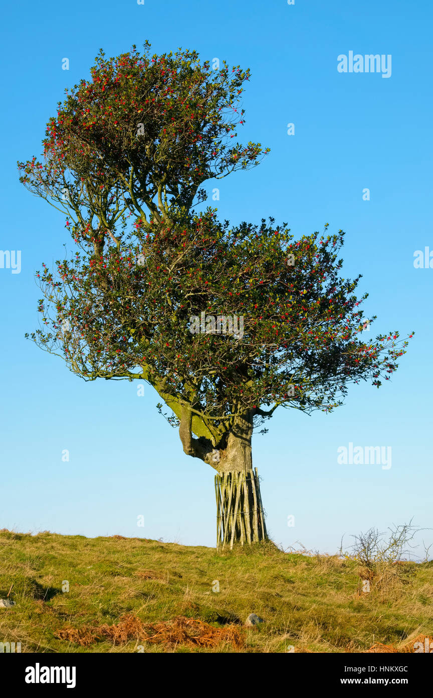 Eine alte Stechpalme auf die Hollies Natur reserve, Stiperstones, Shropshire, England, UK Stockfoto