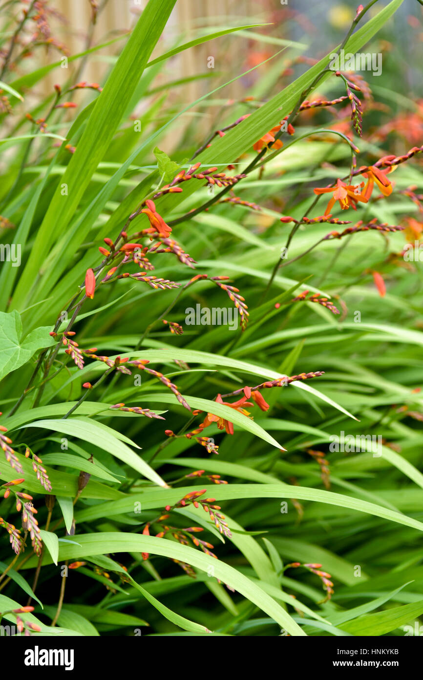 Crocosmia (Montbretia) blühen im Garten Stockfoto
