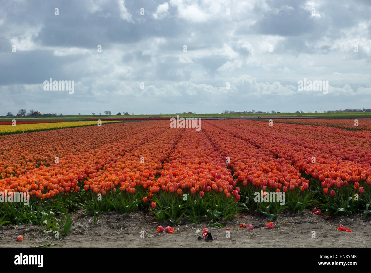 Blühende Tulpenfelder in einer holländischen Landschaft in Texel, Niederlande Stockfoto