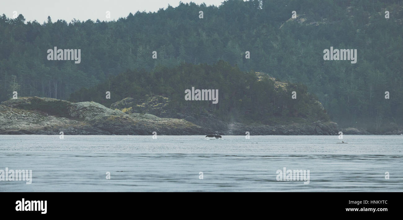 Schwanzflosse Buckelwal vor Vancouver island Stockfoto
