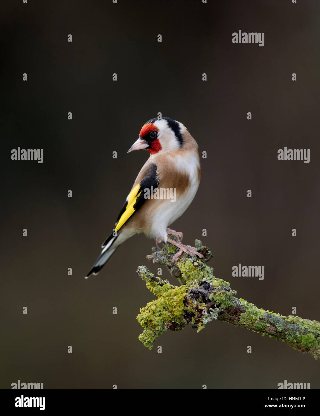 Stieglitz (Zuchtjahr Zuchtjahr) auf eine Flechte bedeckt verzweigen, Winter 2017 Stockfoto