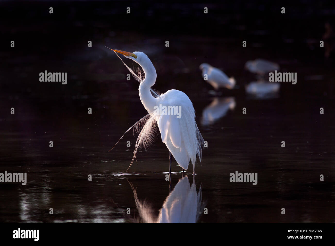 Große Silberreiher-Casmerodius Alba putzen in Lagune Fort Myers Beach in Florida USA Stockfoto