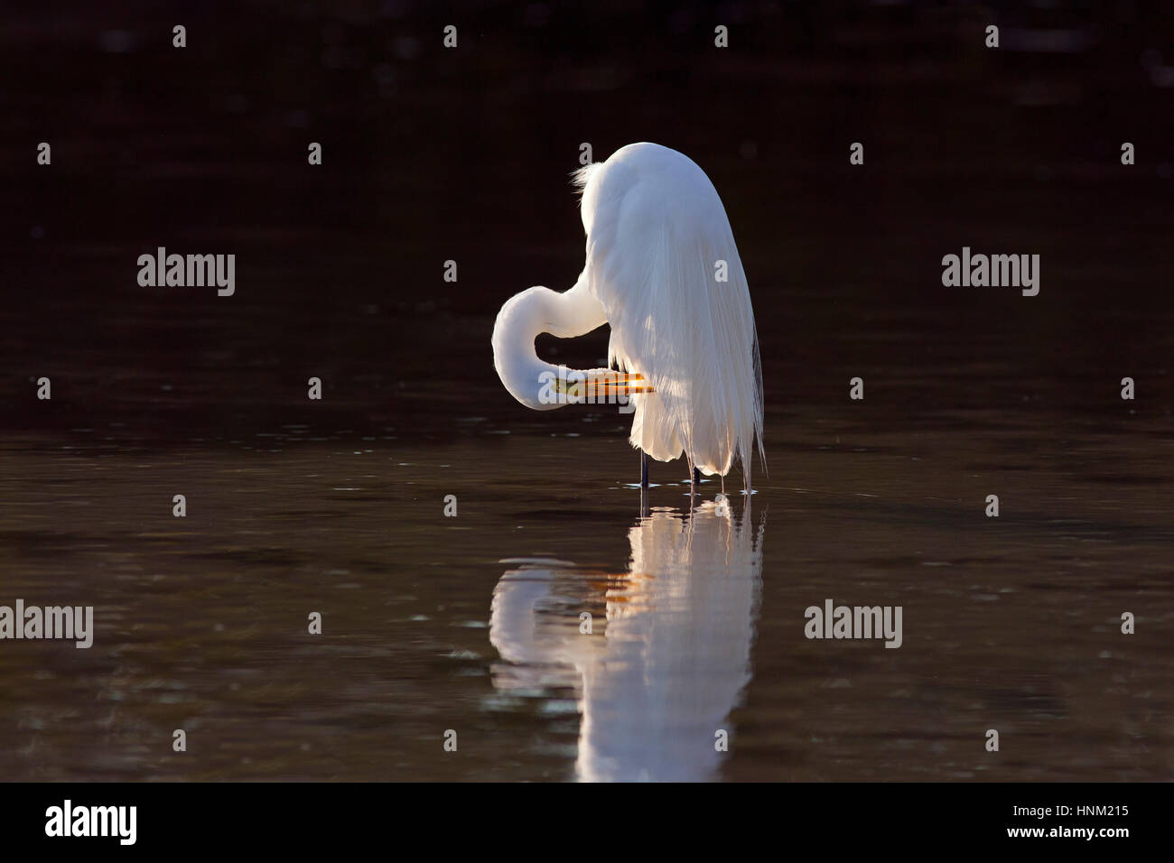 Große Silberreiher-Casmerodius Alba putzen in Lagune Fort Myers Beach in Florida USA Stockfoto