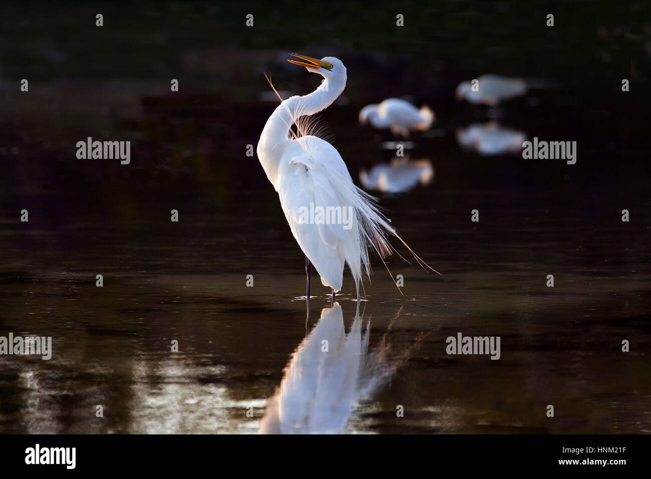 Große Silberreiher-Casmerodius Alba putzen in Lagune Fort Myers Beach in Florida USA Stockfoto
