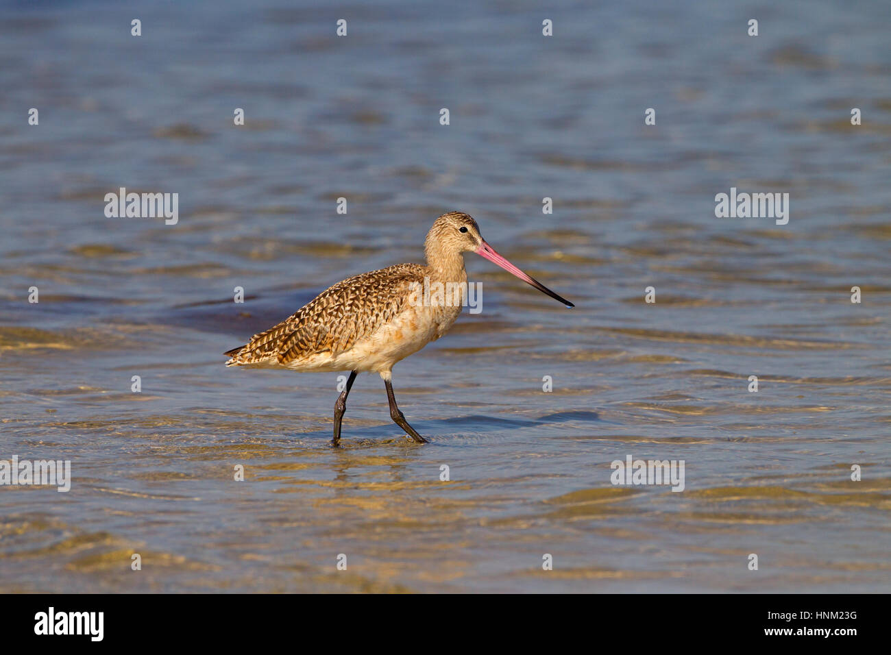 Marmorierte Limosa Uferschnepfe Fedoa Fütterung März Fort Myers Beach Golf-Küste Florida USA Stockfoto