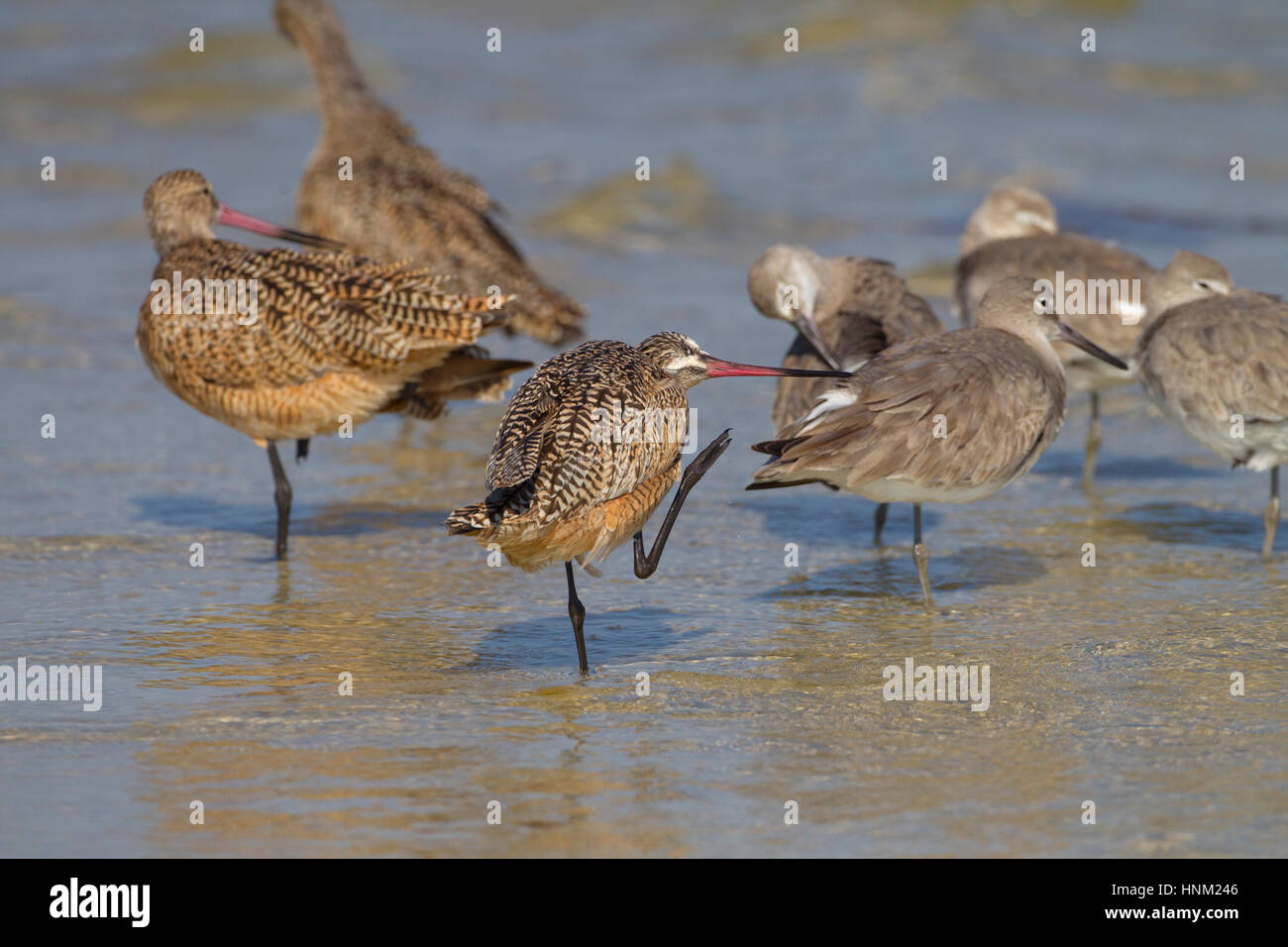 Marmorierte Limosa Uferschnepfe Fedoa Fütterung März Fort Myers Beach Golf-Küste Florida USA Stockfoto