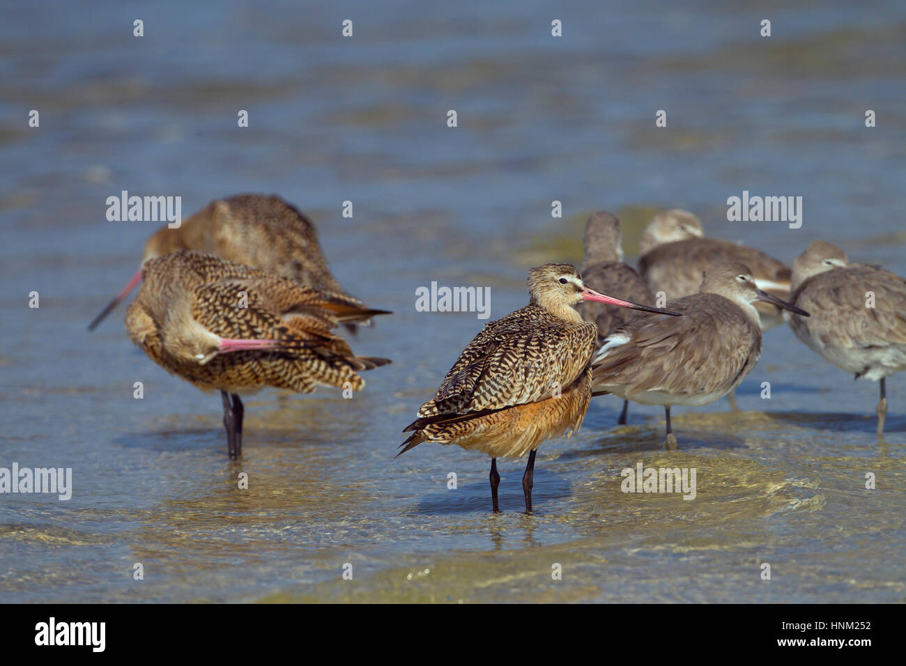 Marmorierte Limosa Uferschnepfe Fedoa Fütterung März Fort Myers Beach Golf-Küste Florida USA Stockfoto
