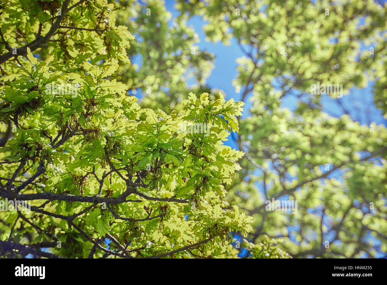 Eiche Baum Zweige und Blätter an einem Sommertag im Frühjahr Stockfoto