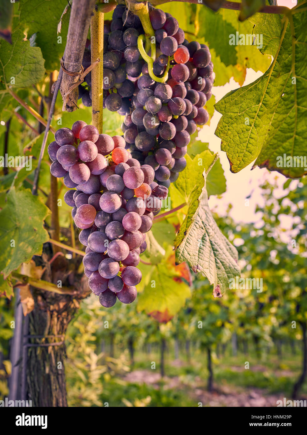 Schwarzen Trauben am Rebstock in einem englischen Weingarten auf der South Downs wachsen Stockfoto