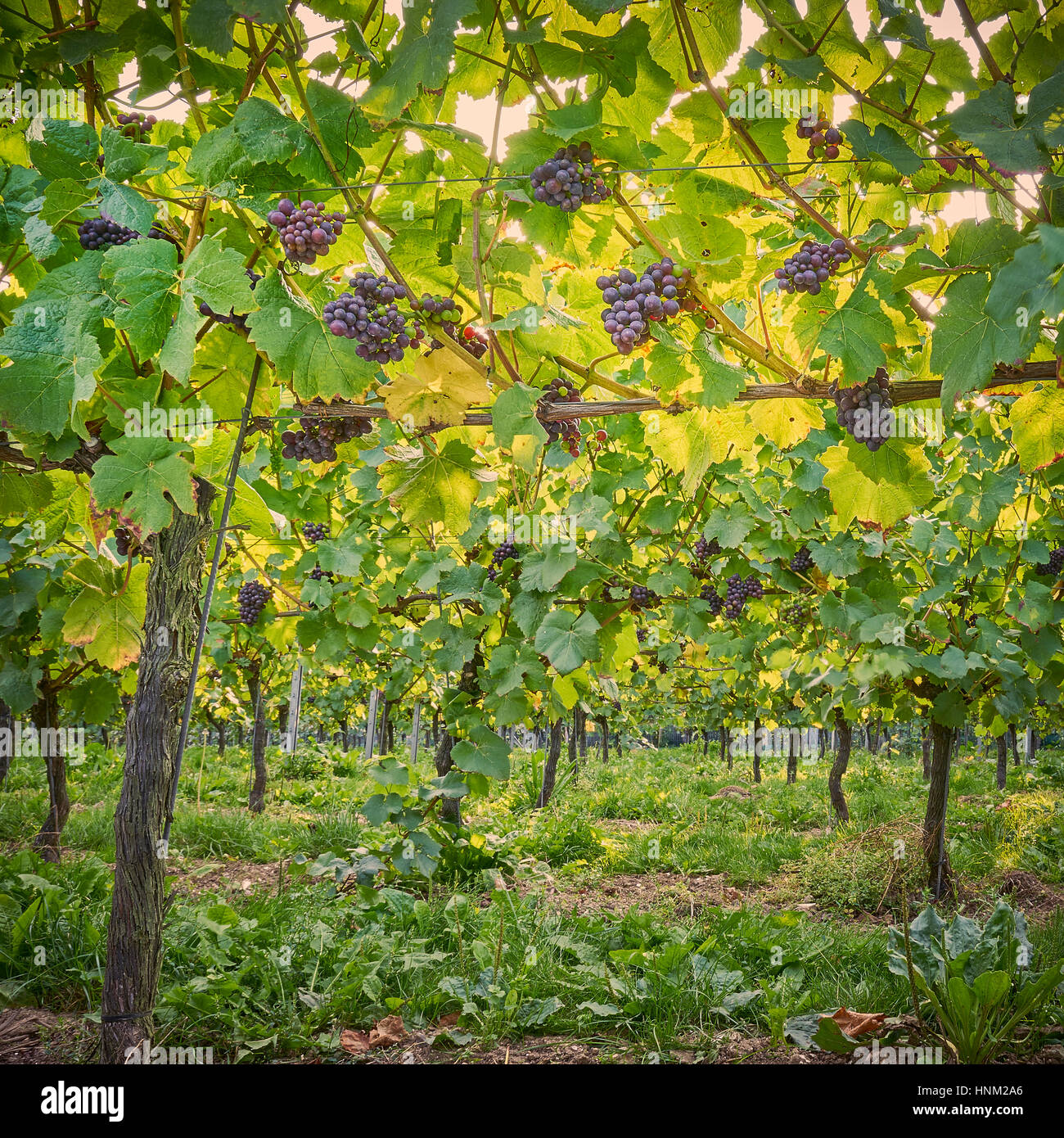 Schwarzen Trauben am Rebstock in einem englischen Weingarten auf der South Downs wachsen Stockfoto