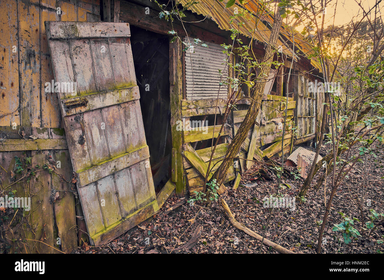 Baufälligen Hütte im Wald Stockfoto