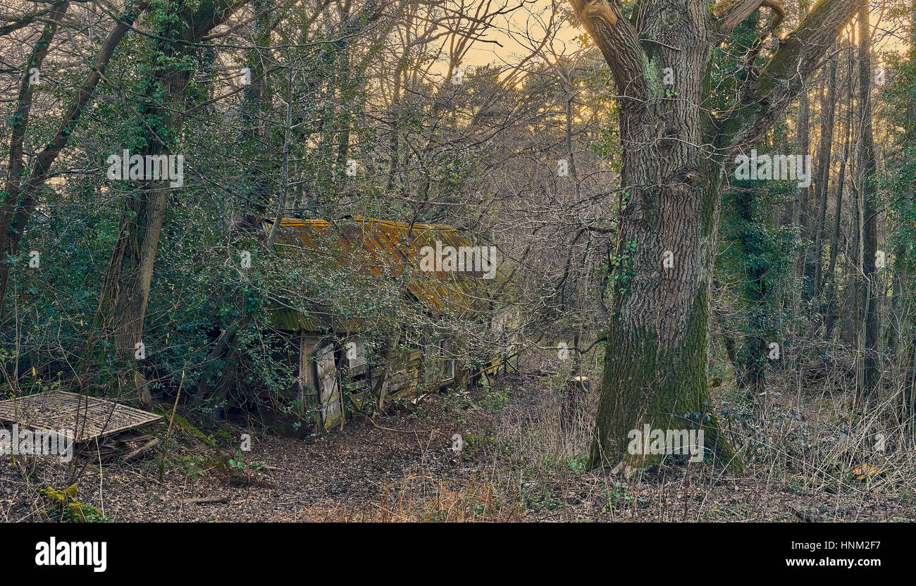 Baufälligen Hütte im Wald Stockfoto