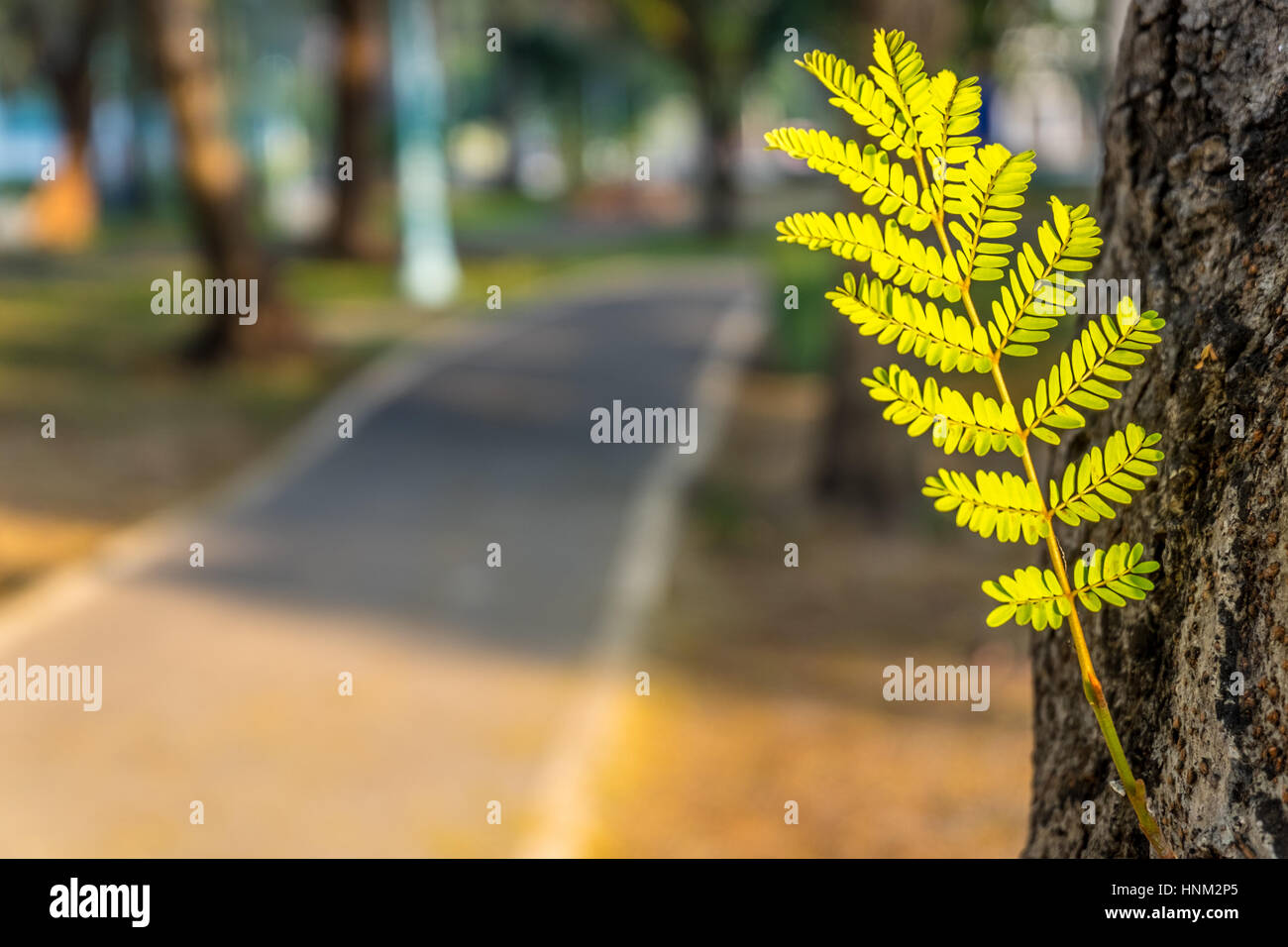 Junge grüne Blätter auf einem großen Baumstamm zwischen einer laufenden Gasse im öffentlichen Park, selektiven Fokus. Stockfoto