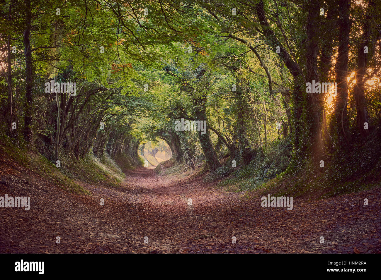 Halnaker alten grünen Gasse in West Sussex im Herbst Stockfoto