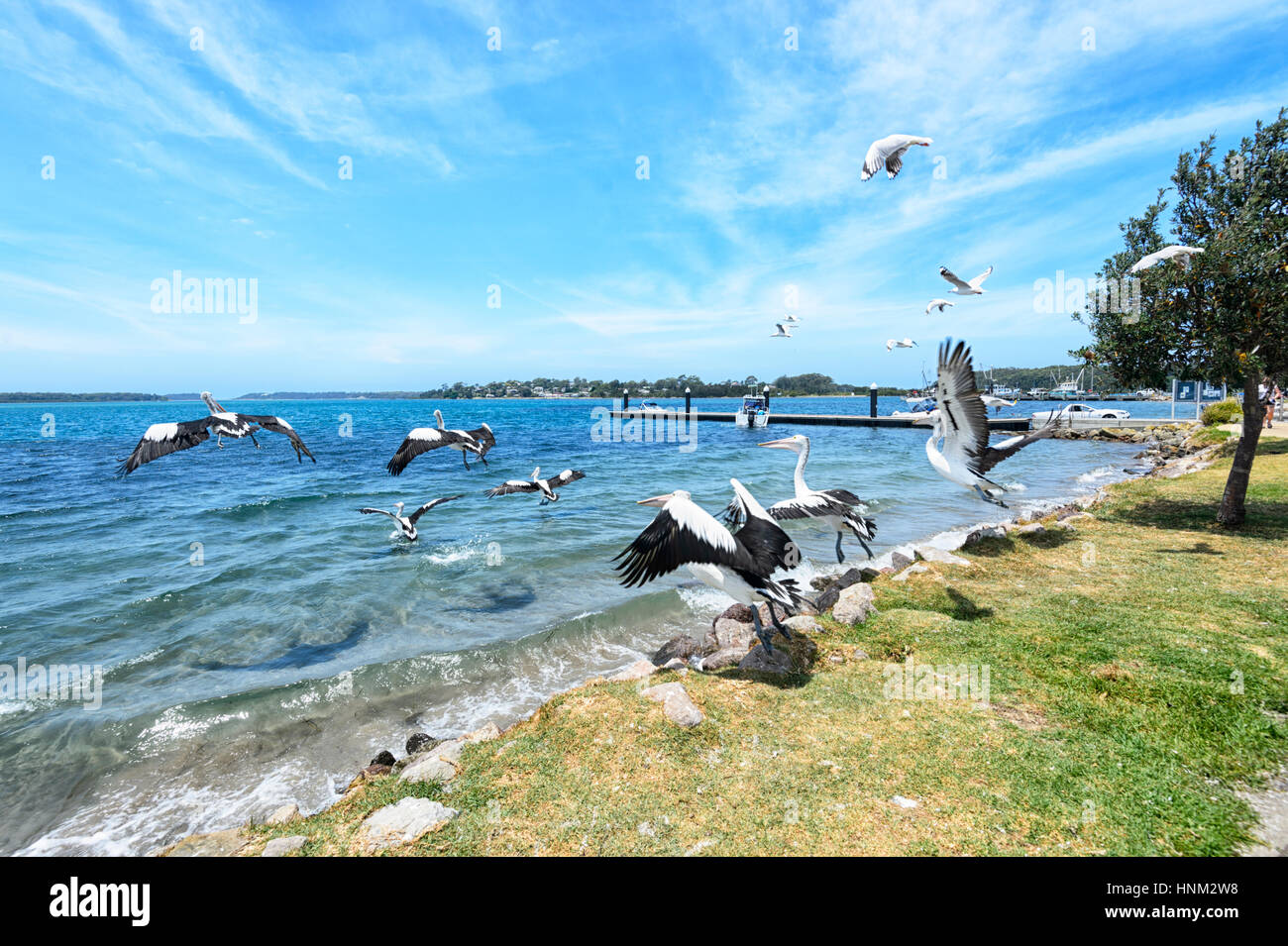 Australische Pelikane (Pelecanus Conspicillatus) abheben, Greenwell Point, South Coast, New-South.Wales, Australien Stockfoto