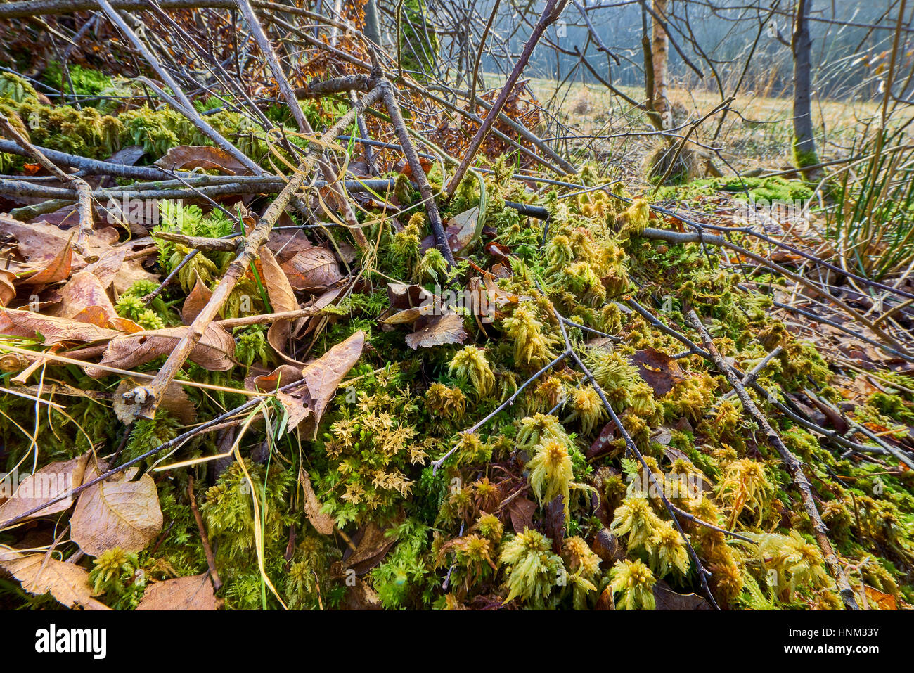 Ein Büschel von Sphagnum Moos auf Paines Cross Wiese SSSI in East Sussex Stockfoto