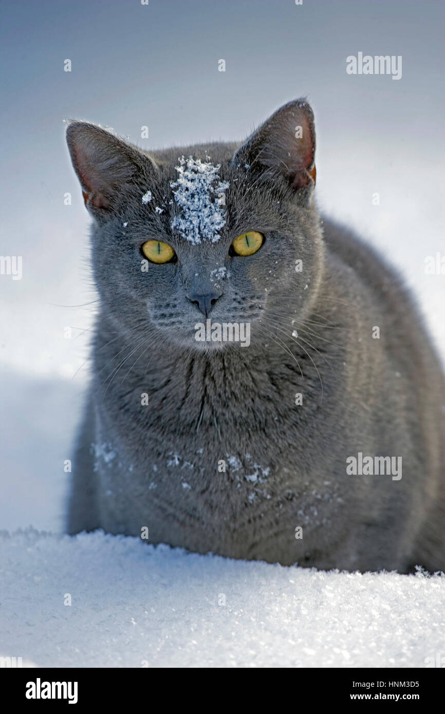 Hauskatze grauen sitzen im Schnee, Porträt, Nahaufnahme Stockfoto