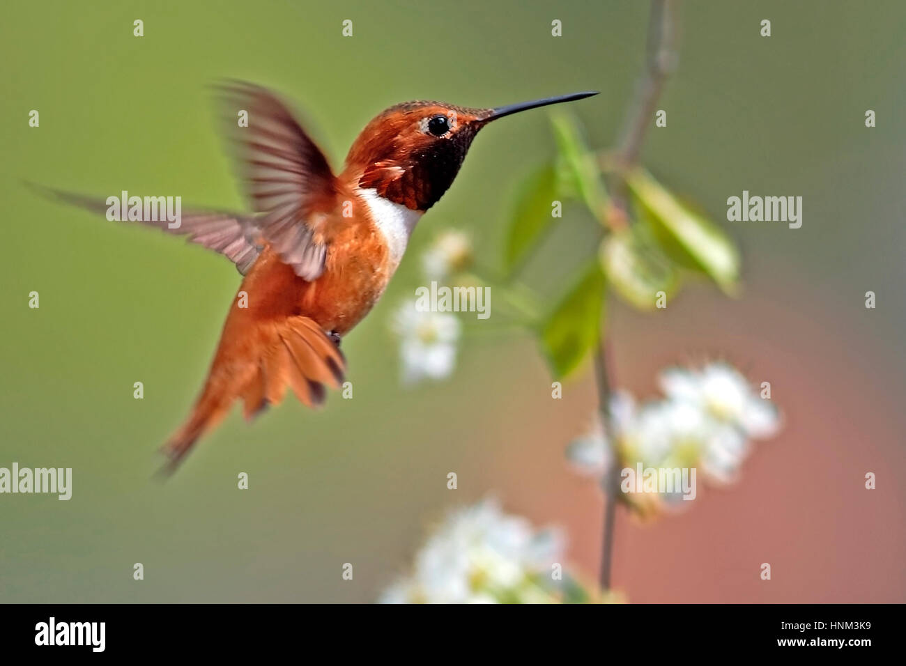 Rufus Hummngbird, Männchen im Flug Richtung blühenden Kirschbaum. Stockfoto